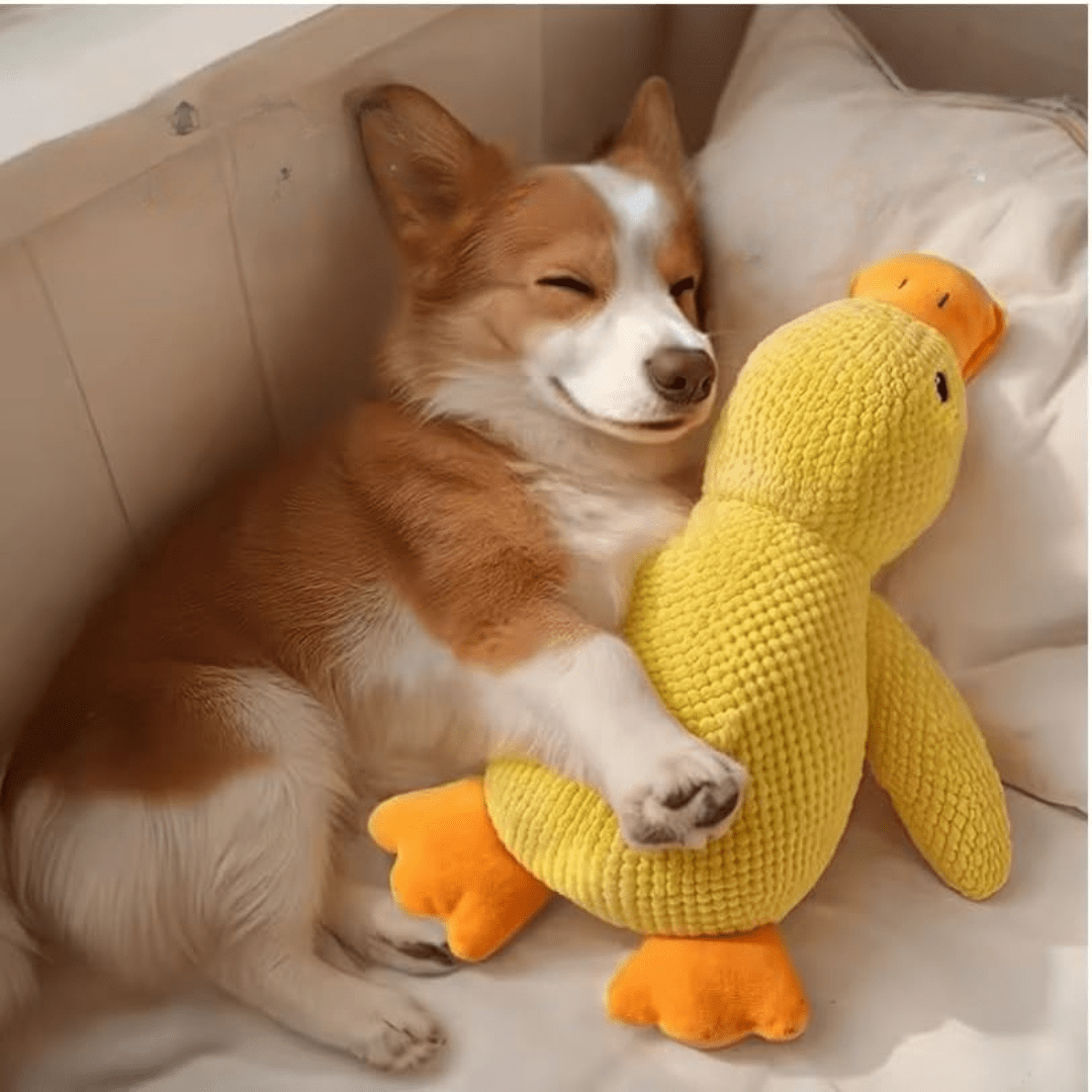 Pavoco Hundespielzeug Default Weiches Hundespielzeug für Hunde Plüsch Entenform zur Beschäftigung und Stimulation
