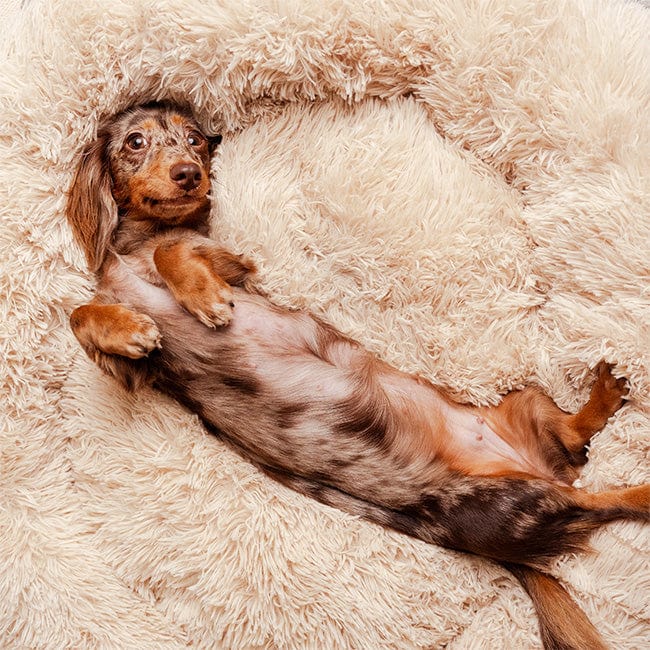 Pavoco Hundebetten XS / Beige Weiches Hundebett für Haustiere atmungsaktiv orthopädisch pflegeleicht