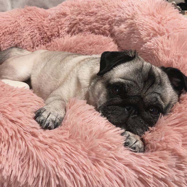 Pavoco Hundebetten XS / Rosa Weiches Hundebett für Haustiere atmungsaktiv orthopädisch pflegeleicht