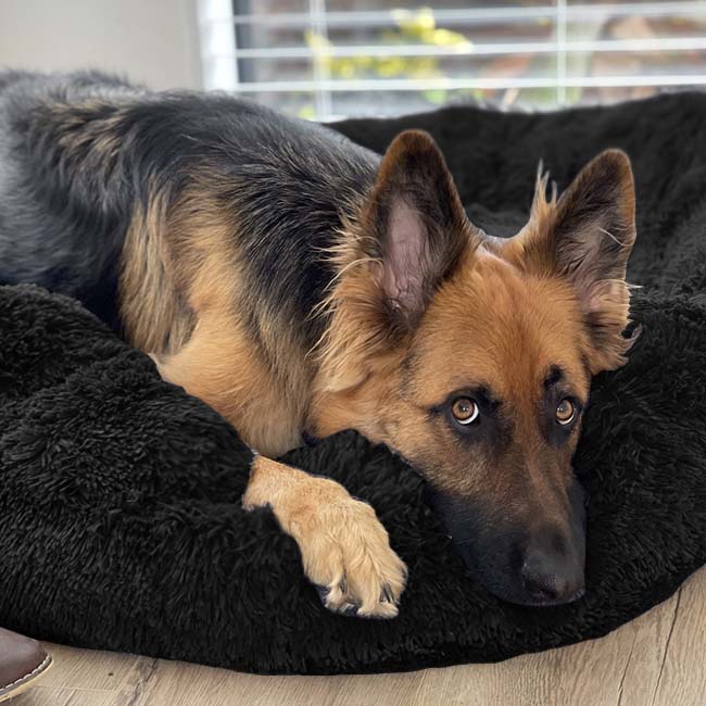 Pavoco Hundebetten XS / Schwarz Weiches Hundebett für Haustiere atmungsaktiv orthopädisch pflegeleicht