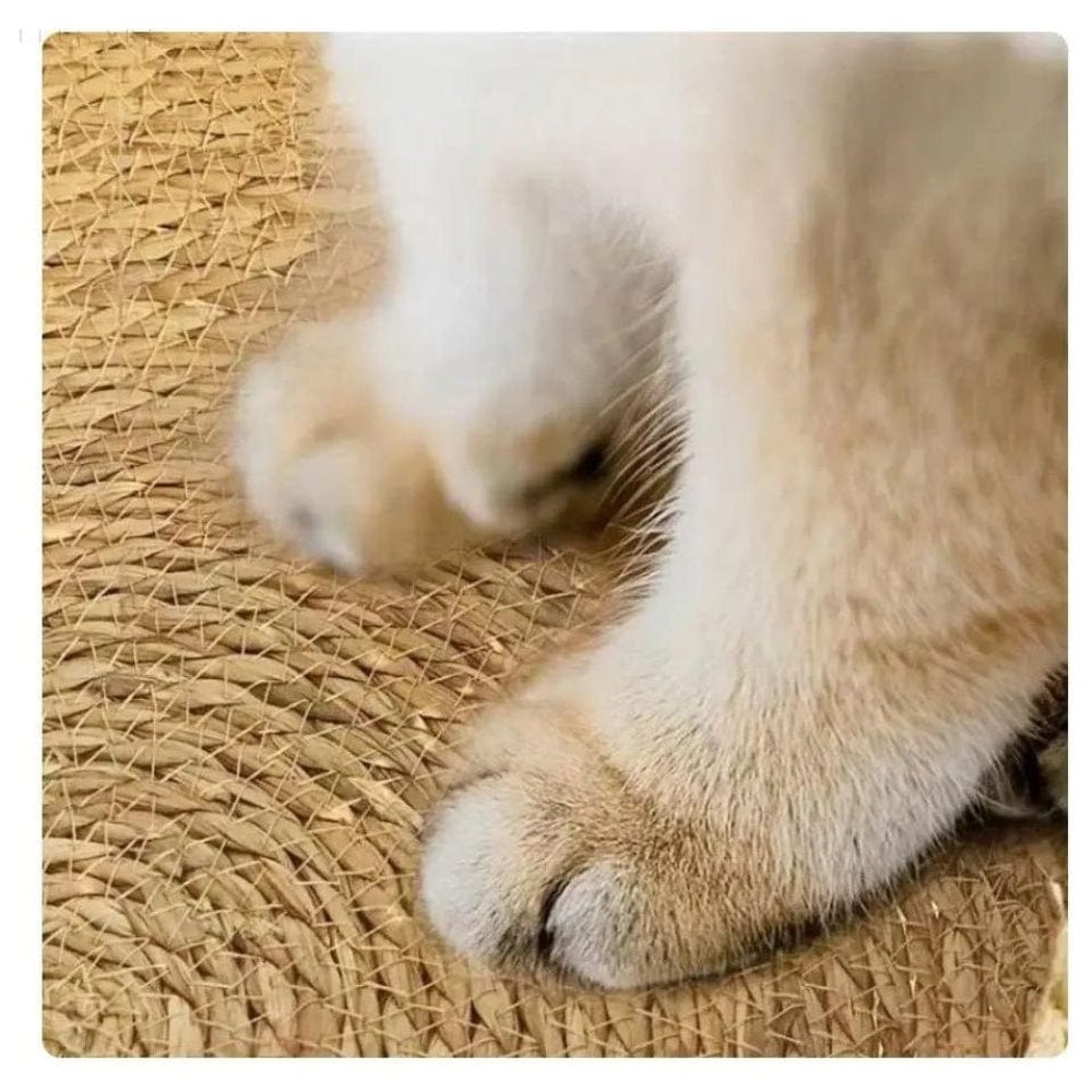 Pavoco Katzenbetten & Möbel Ultraweiches Katzenbett für Katzen und kleine Haustiere rutschfest maschinenwaschbar