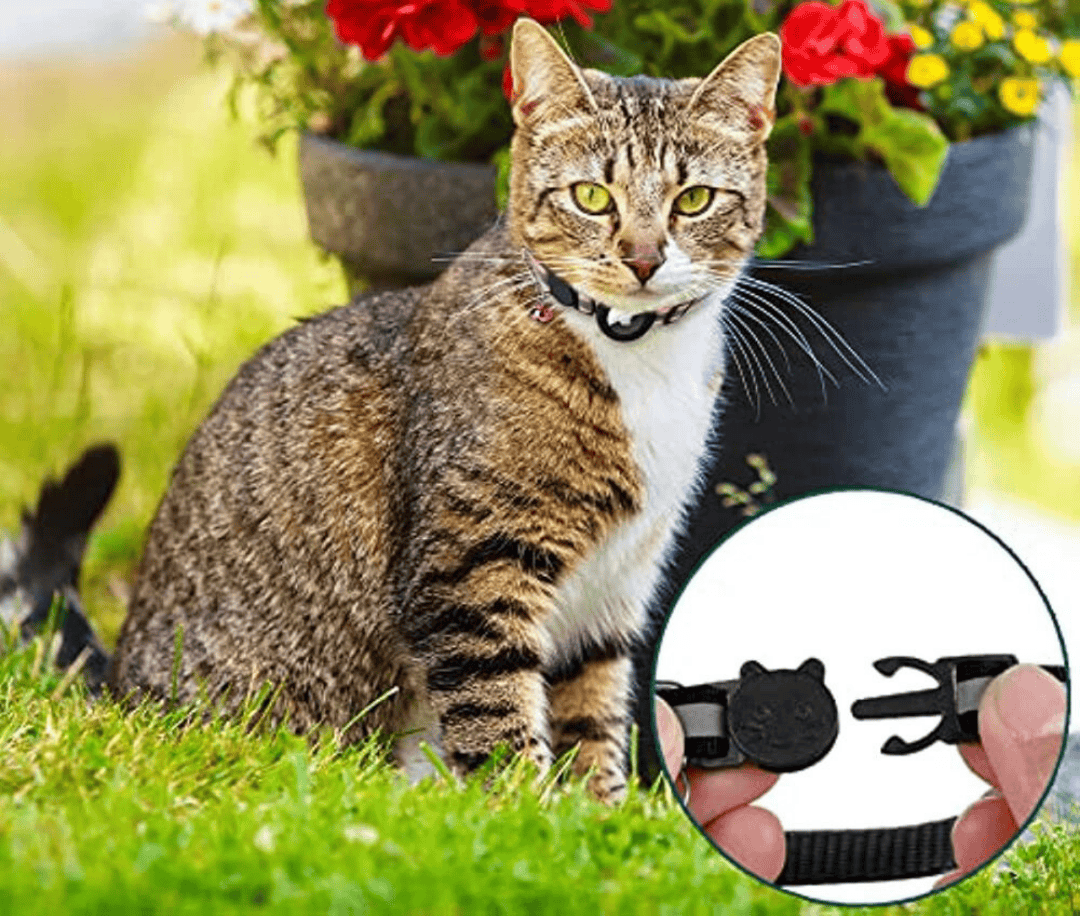 Pavoco Katzenhalsbänder Reflektierendes GPS Halsband für Katzen leicht mit Schnellverschluss und strapazierfähig