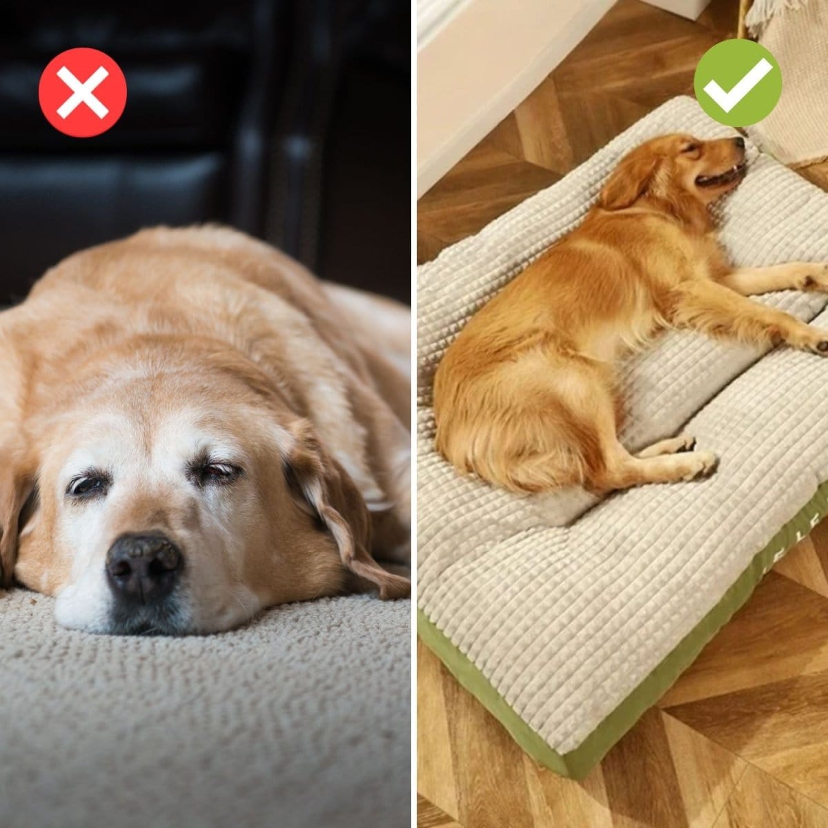 Pavoco Orthopädische Hundebetten Orthopädisches Hundebett für Hunde optimaler Komfort langlebig