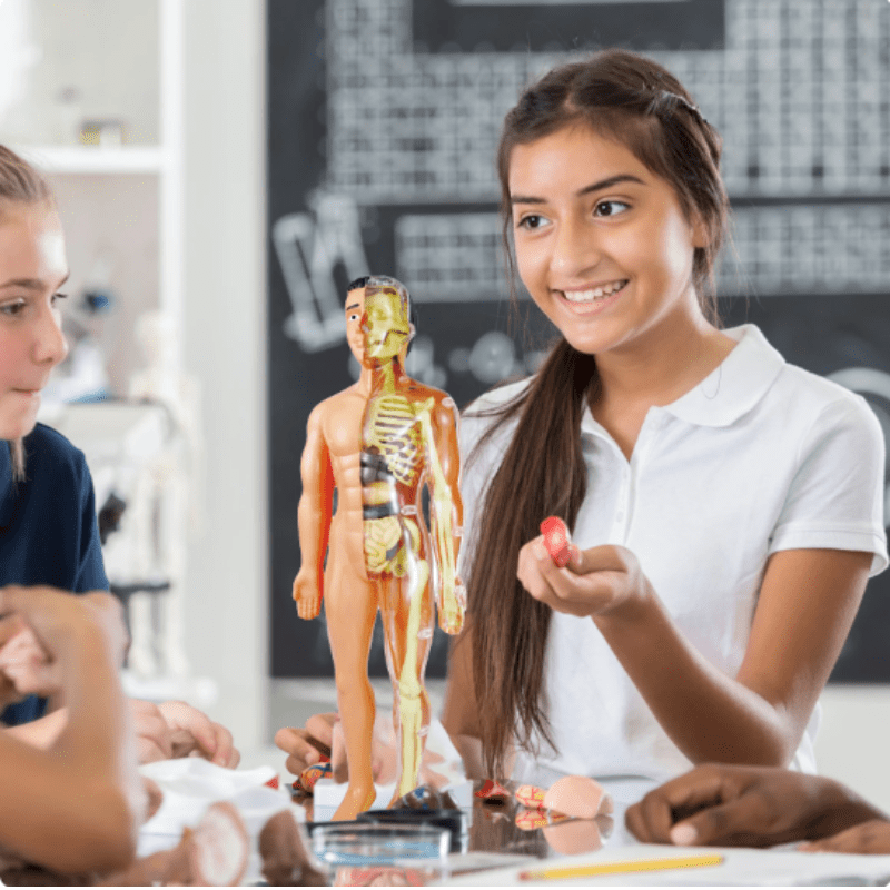 Pavoco Wissenschaftsspielzeug Default Interaktives Anatomiemodell für Kinder 3D lehrreich ab 5 Jahren
